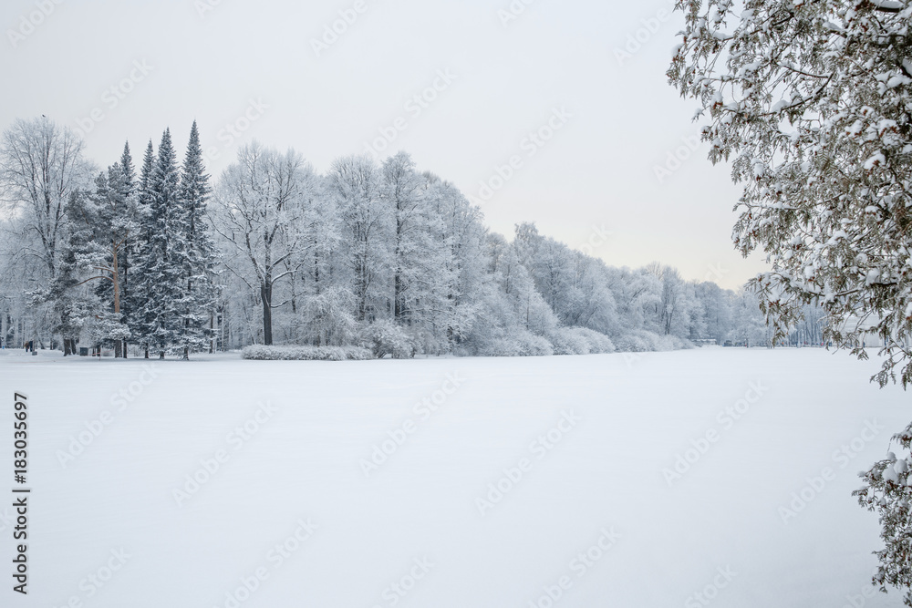Winter wonderland scene background, landscape. Trees, forest in snow. Christmas, New Year time Winter wonderland scene background, landscape. Trees, forest in snow. Christmas, New Year time