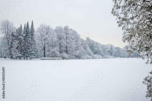 Winter wonderland scene background, landscape. Trees, forest in snow. Christmas, New Year time © Miramiska