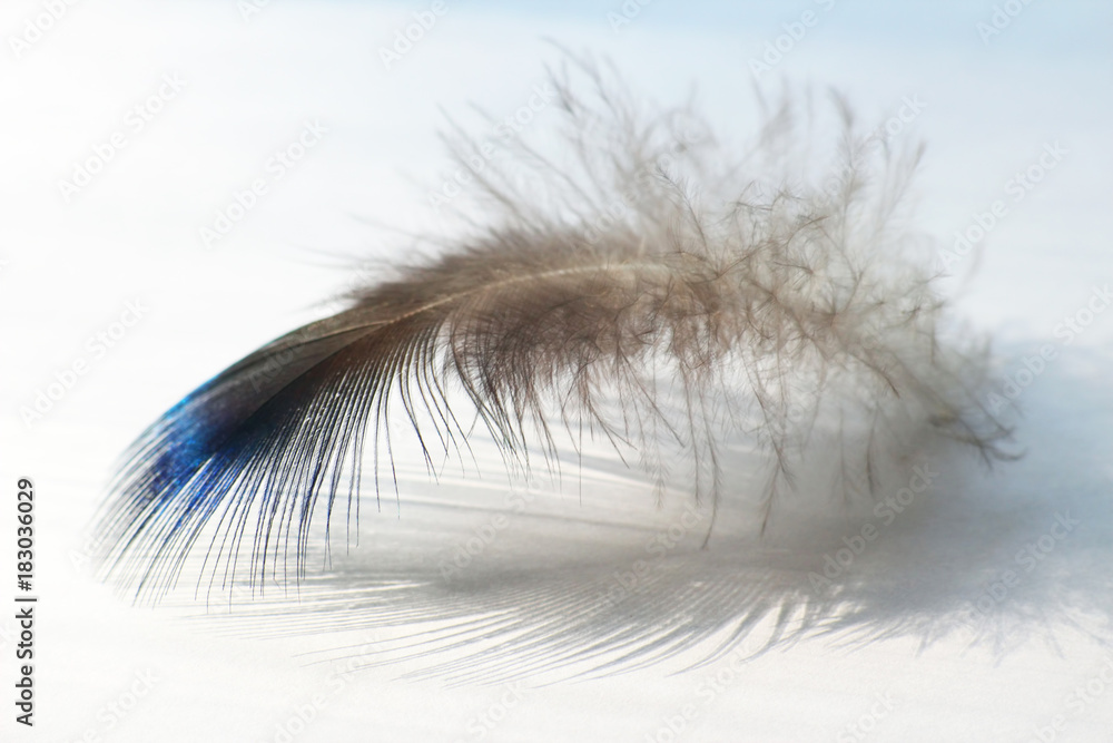 Fototapeta premium color bird feather lies on a white surface