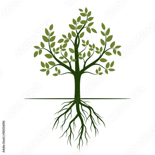 Green Tree with Roots. Vector Illustration.