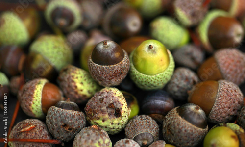 nice background - many acorns