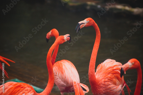 A group of pink flamingos hunting in the pond, Hong Kong, China, Kowloon Park, Oasis of green in urban setting, flamingo
