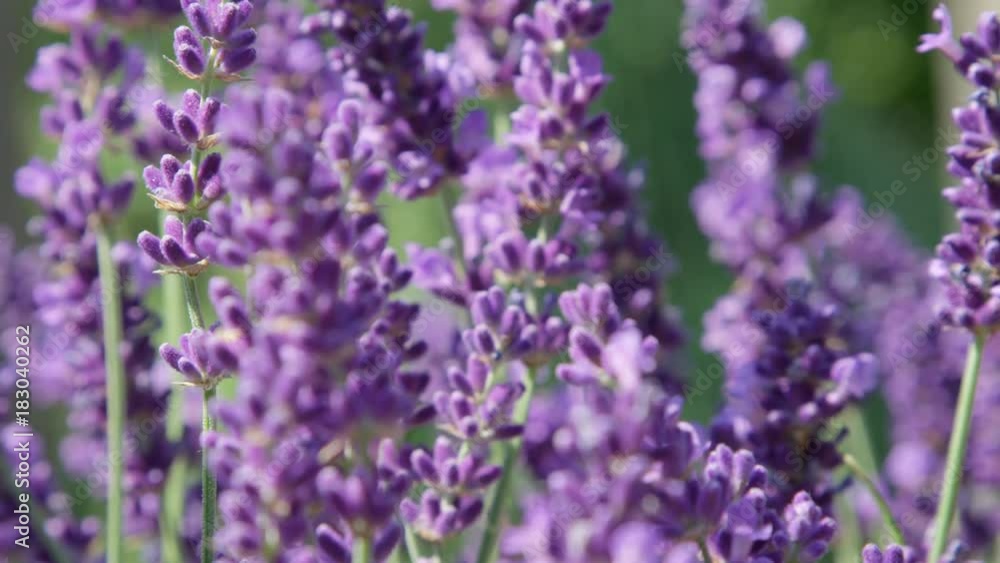 DOF, MACRO, CLOSE UP: Lilac lavendula blooms gently moving in light summer wind. Aromatic fragrance of vividly colored herbal bush is scattered around countryside by gentle spring wind on sunny day. DOF, MACRO, CLOSE UP: Lilac lavendula blooms gently moving in light summer wind. Aromatic fragrance of vividly colored herbal bush is scattered around countryside by gentle spring wind on sunny day.