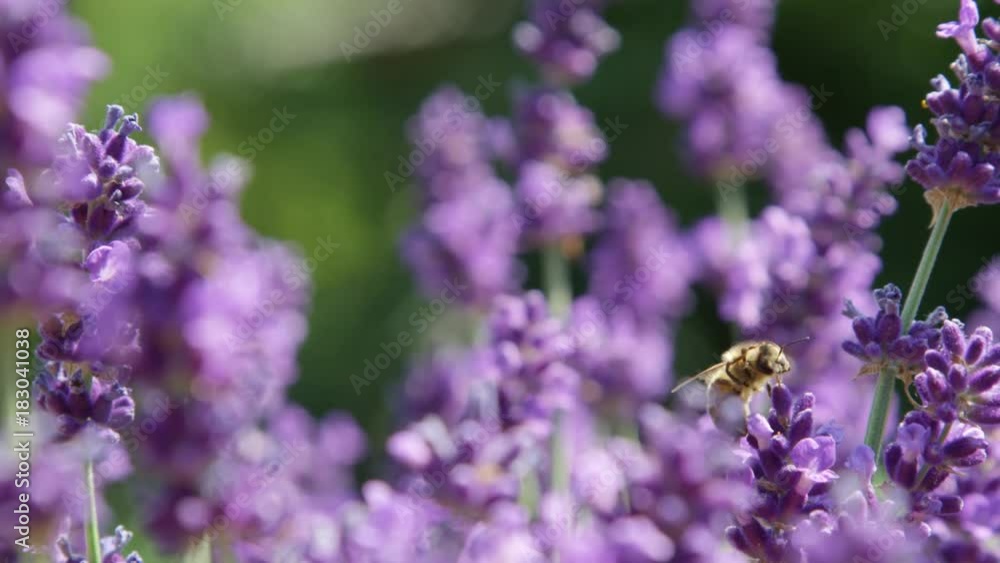 DOF, MACRO, CLOSE UP: Small bee flies off a lush purple lavender bloom after harvesting it for pollen. Hardworking bee in Provence flies off to another lavender bush to collect nectar and pollinate. DOF, MACRO, CLOSE UP: Small bee flies off a lush purple lavender bloom after harvesting it for pollen. Hardworking bee in Provence flies off to another lavender bush to collect nectar and pollinate.