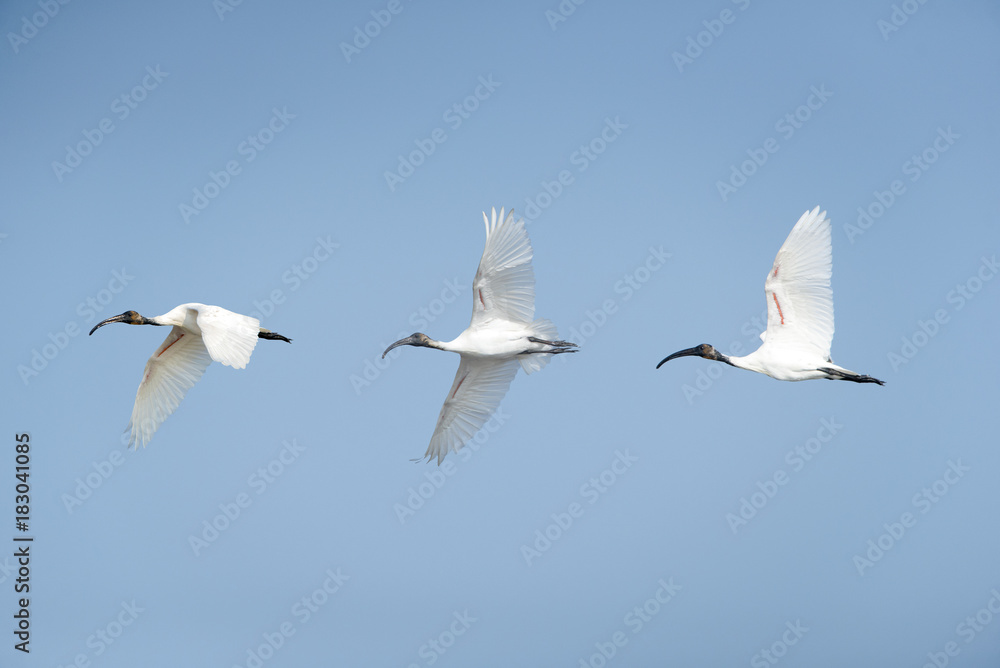 Black-headed ibis flying on blue sky