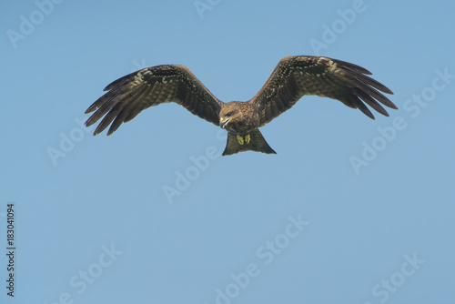 Hawks fly and look for victims.