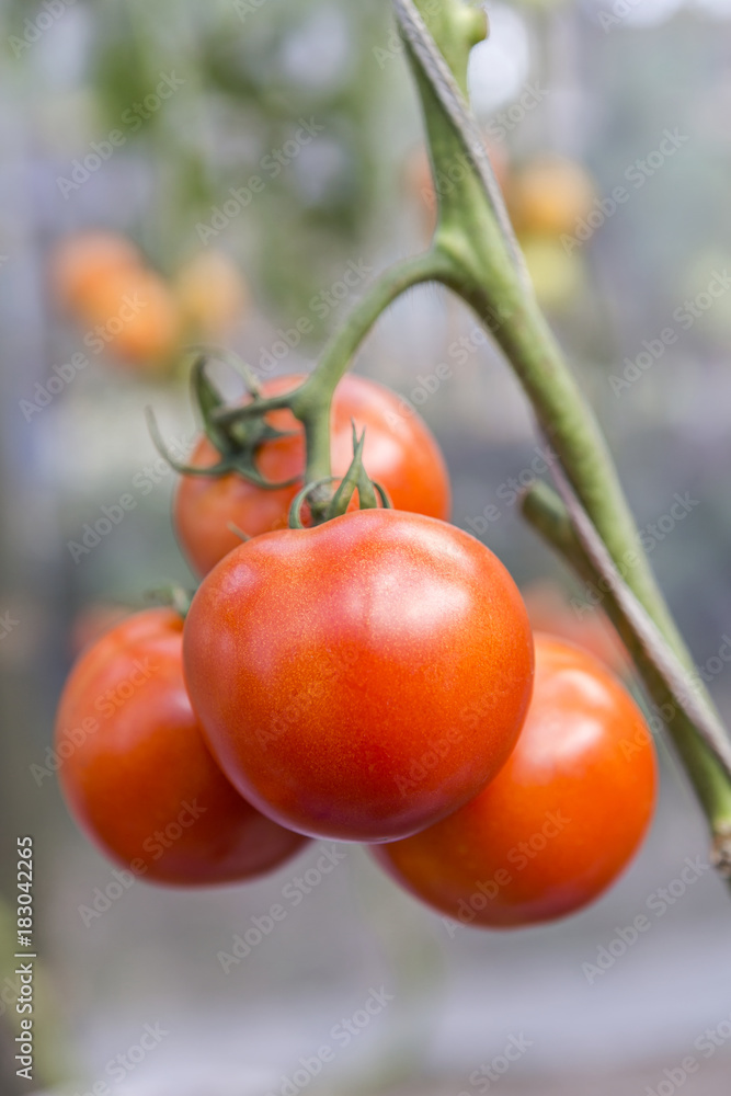 Closeup fresh tomato from the garden