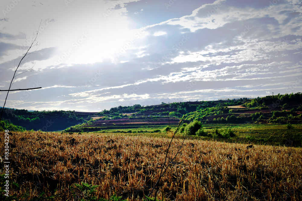 Fototapeta premium field