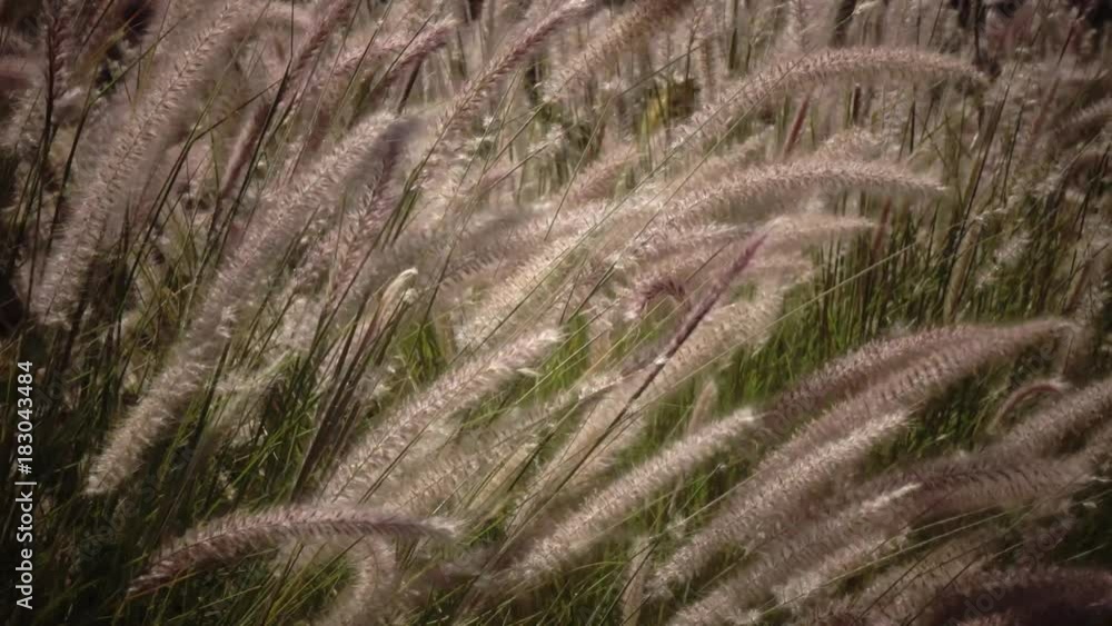 Green bush is like reeds, the wind shakes it Green bush is like reeds, the wind shakes it
