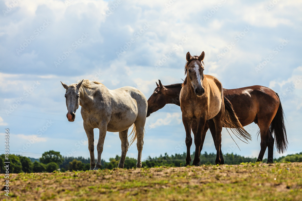 Horses herd on meadow field during summer Horses herd on meadow field during summer