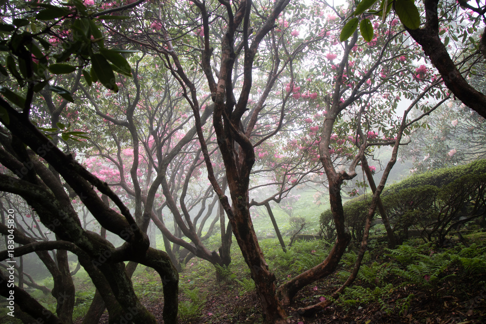 Fototapeta premium Spring Forest