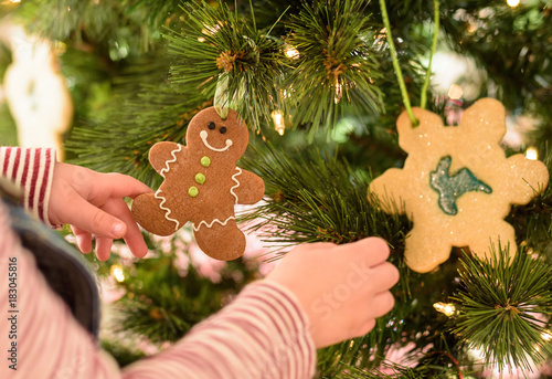 Young child hanging gingerbread man ornament on the Christmas tree 