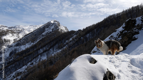 Cane pastore australiano sulla neve in montagna