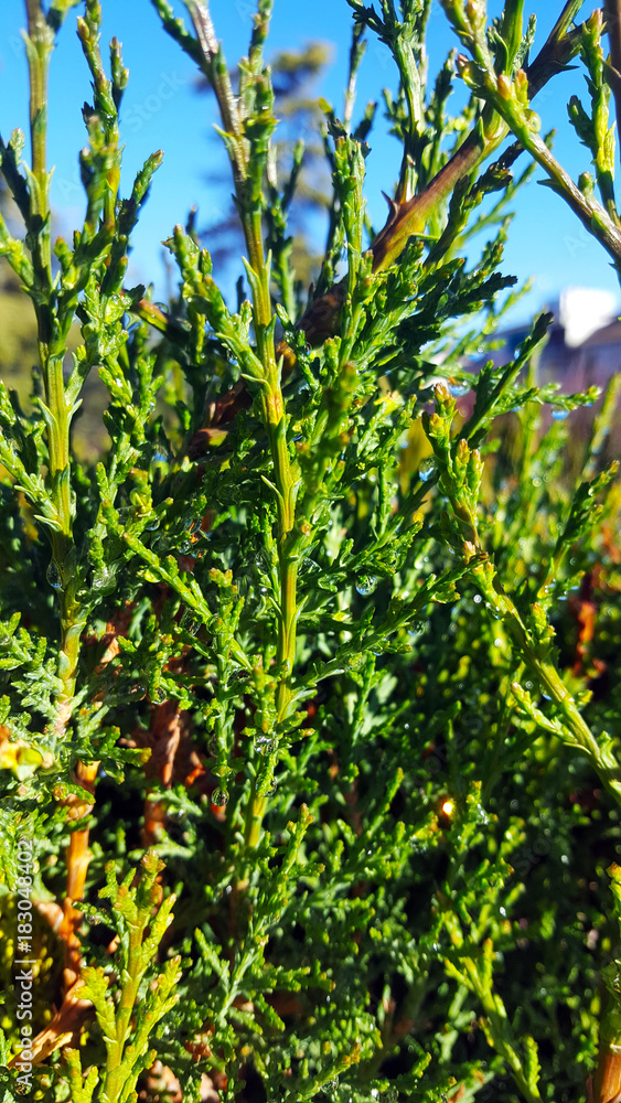 cupressus with dew or raindrops against a blue sky cupressus with dew or raindrops against a blue sky