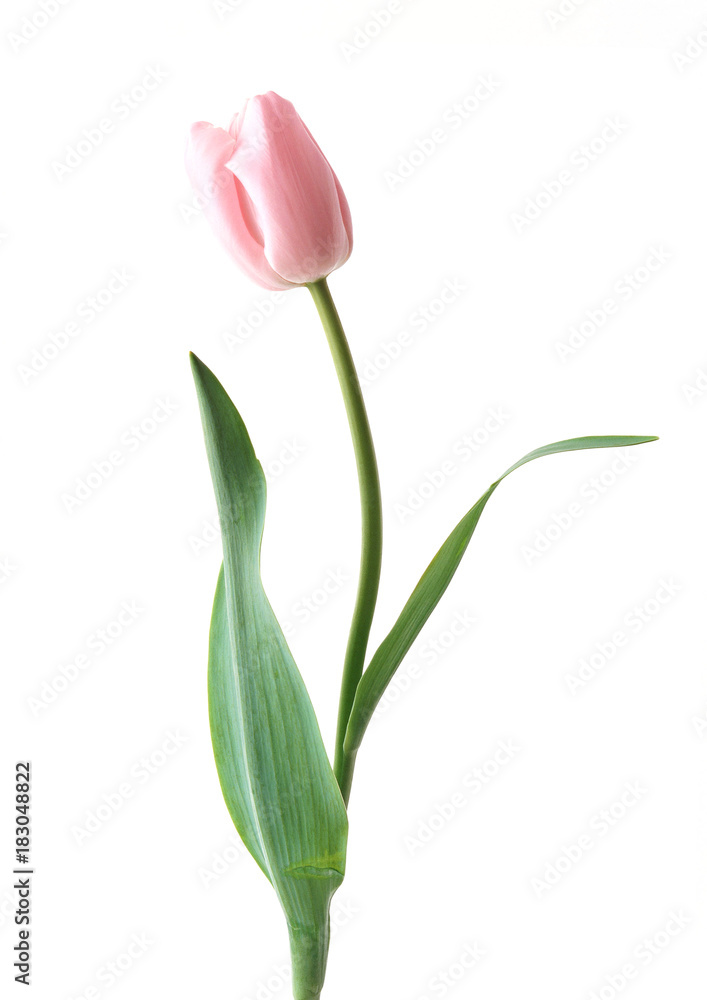 Single pink rose flower and green leave Single pink rose flower and green leave