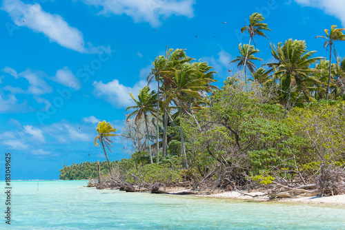 Exotic beach  in French Polynesia  with coconut tree on the turquoise sea   