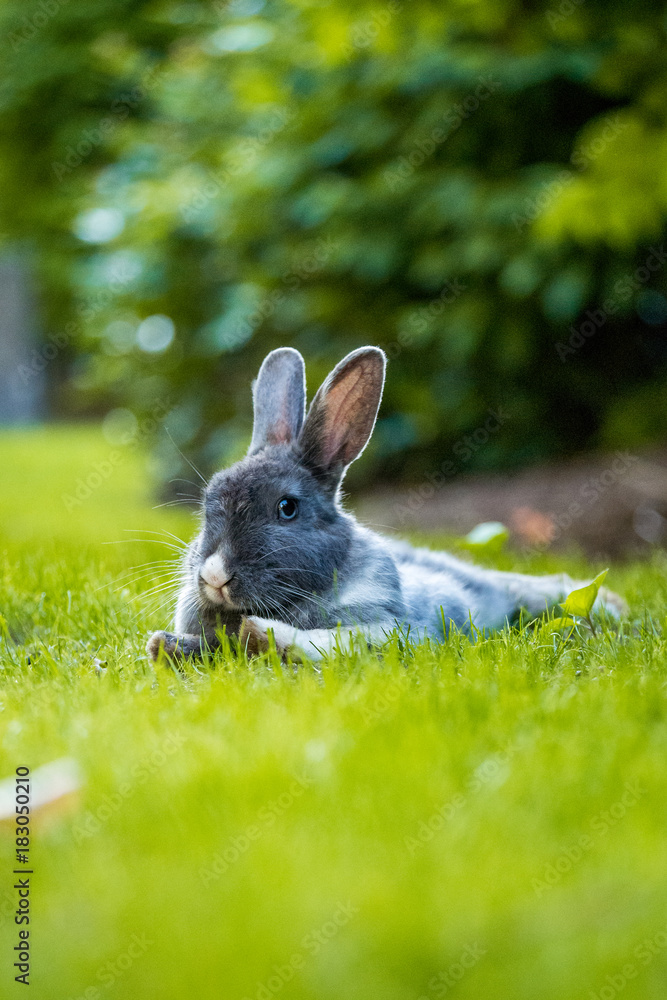Fototapeta premium rabbit doing superman flying pose on the grass
