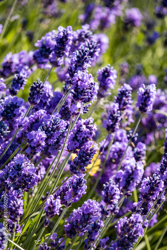 lavender field close-up