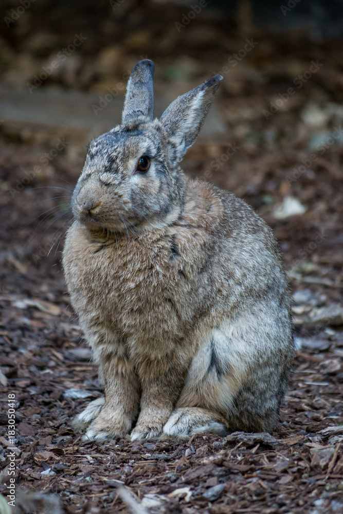 Fototapeta premium grey rabbit sitting on the ground doing nothing