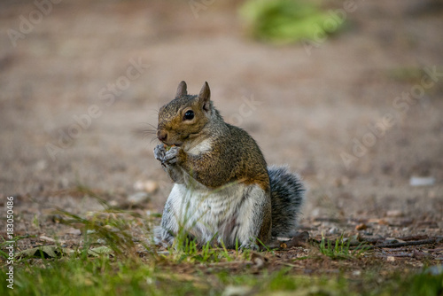 fat squirrel sitting on ground eating 