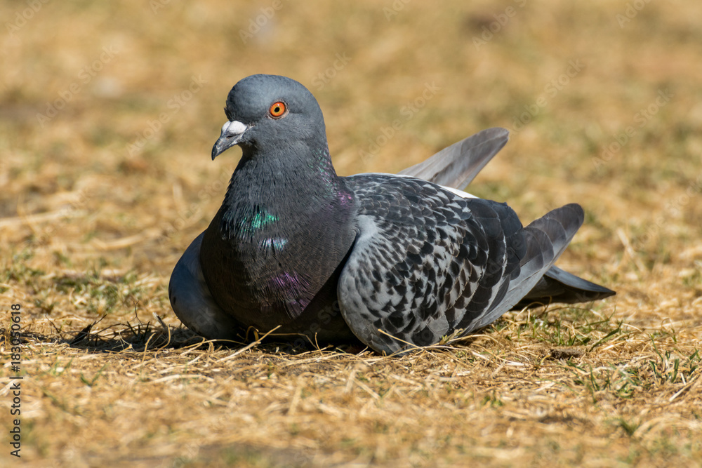 Grey pigeon resting on ground close-up Grey pigeon resting on ground close-up
