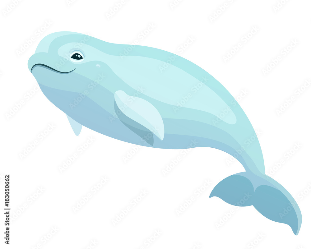 Fototapeta premium Vector beautiful beluga polar dolphin white whale marine mammal