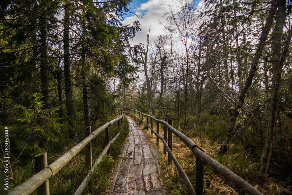 Obraz premium Kaltenbronn im Schwarzwald