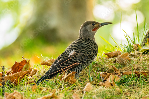 woodpecker  on the ground © Yi