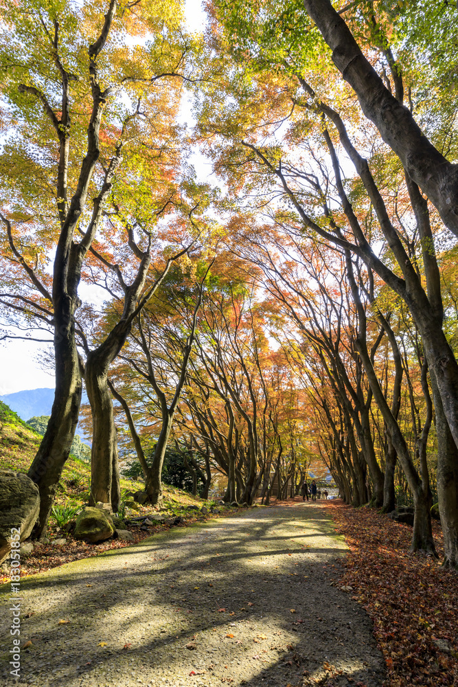 Naklejka premium 河内藤園の紅葉