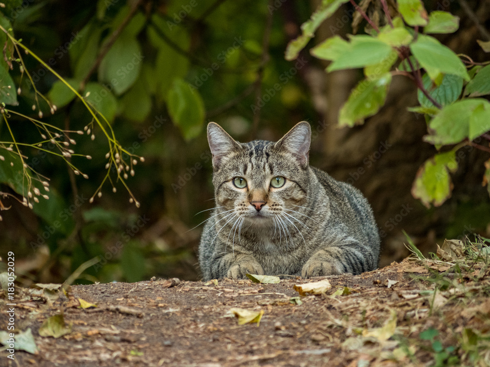 a cat laying on the ground looking at you in the dark bush