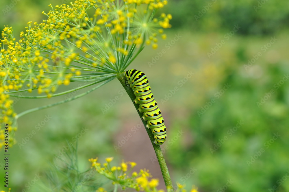 Caterpillar climbing dill
