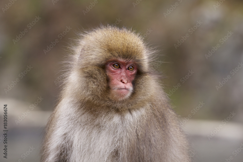 地獄谷野猿公苑のとても可愛いスノーモンキー子猿達 Stock Photo Adobe Stock 地獄谷野猿公苑のとても可愛いスノーモンキー子猿達 Stock Photo Adobe Stock