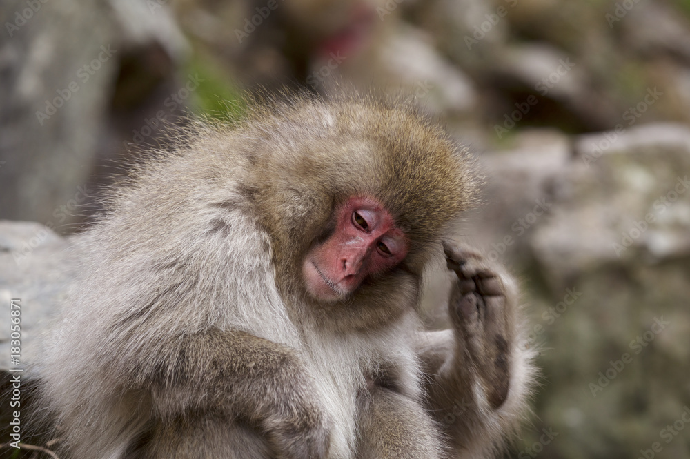 地獄谷野猿公苑のとても可愛いスノーモンキー子猿達 Stock Photo Adobe Stock