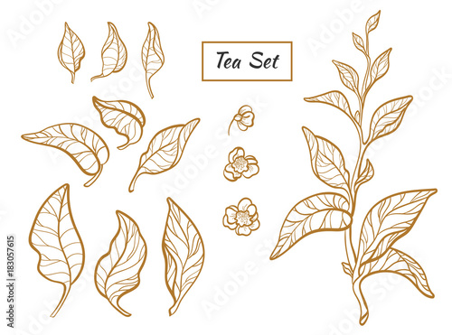 Set of tea bush branches. Vector. Realistic