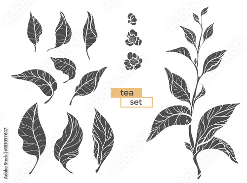 Set of tea bush branches. Vector black silhouette isolated on white background