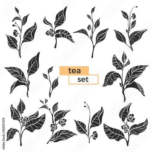 Set of tea bush branches. Vector black silhouette isolated on white background