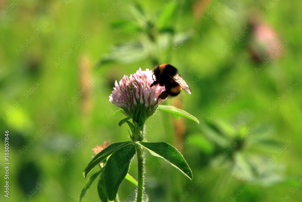 Clover and bee Clover and bee