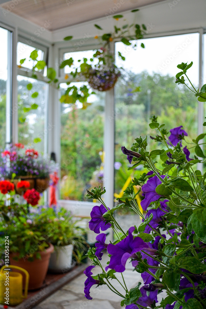 Flowers in a conservatory in summertime