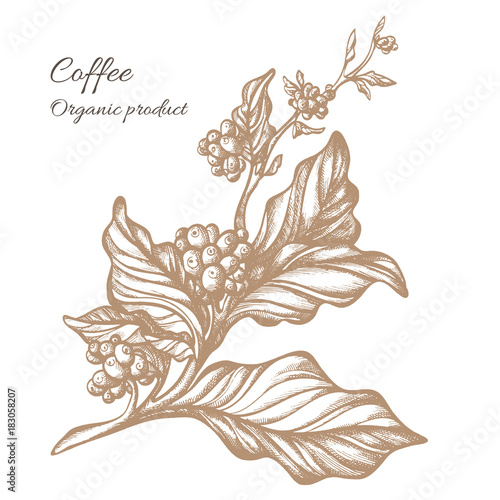 Realistic coffee branch. Botanical contour drawing. Vector