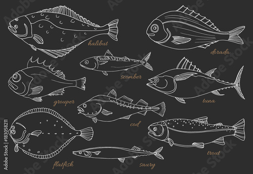 Set of sea fish. Seafood. Vector sketch
