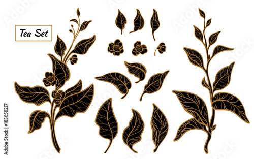Set of tea bush branches. Vector black silhouette isolated on white background