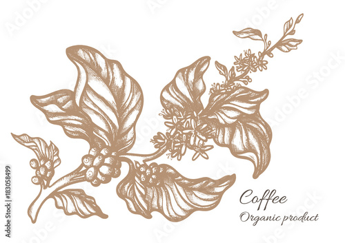 Realistic coffee branch. Botanical contour drawing. Vector