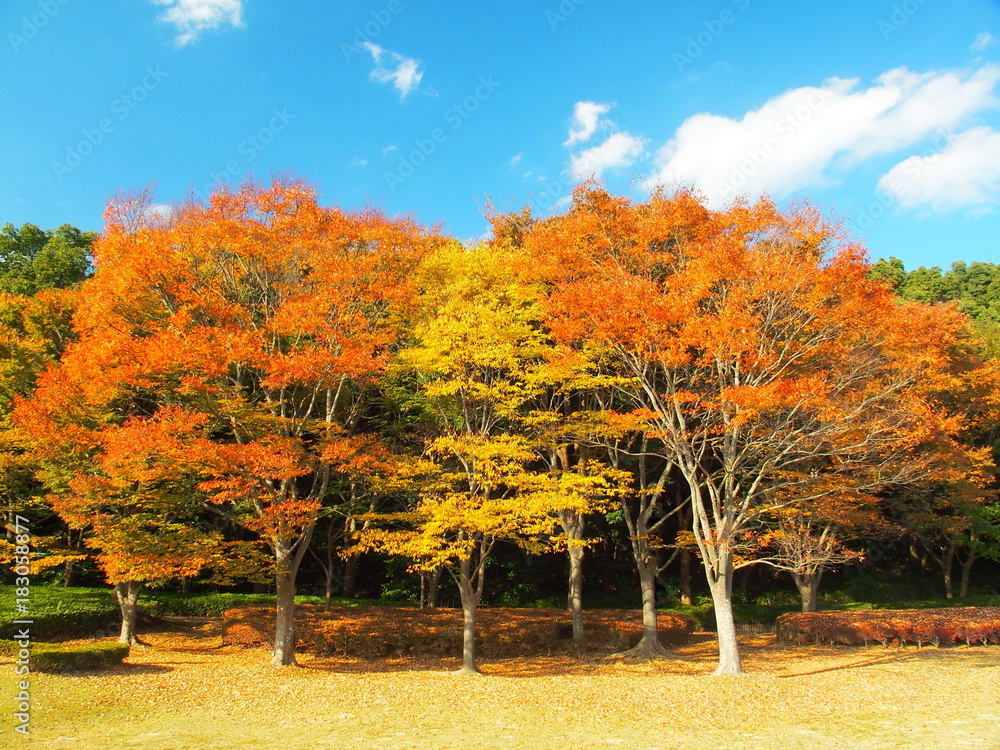 Naklejka premium 紅葉の欅のある公園