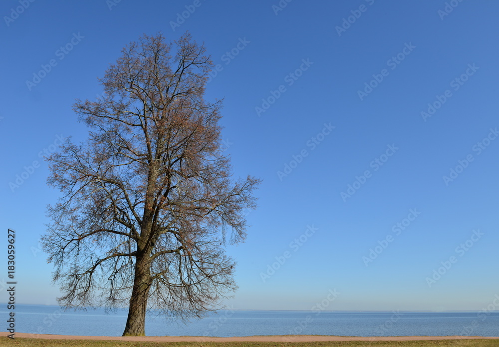 single big tree with blue sky and sea nature background single big tree with blue sky and sea nature background