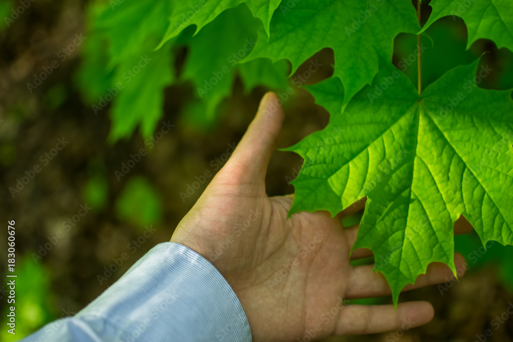 the human hand and the maple leaf the human hand and the maple leaf