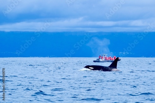 A large male orca appears near to a whale watching boat 