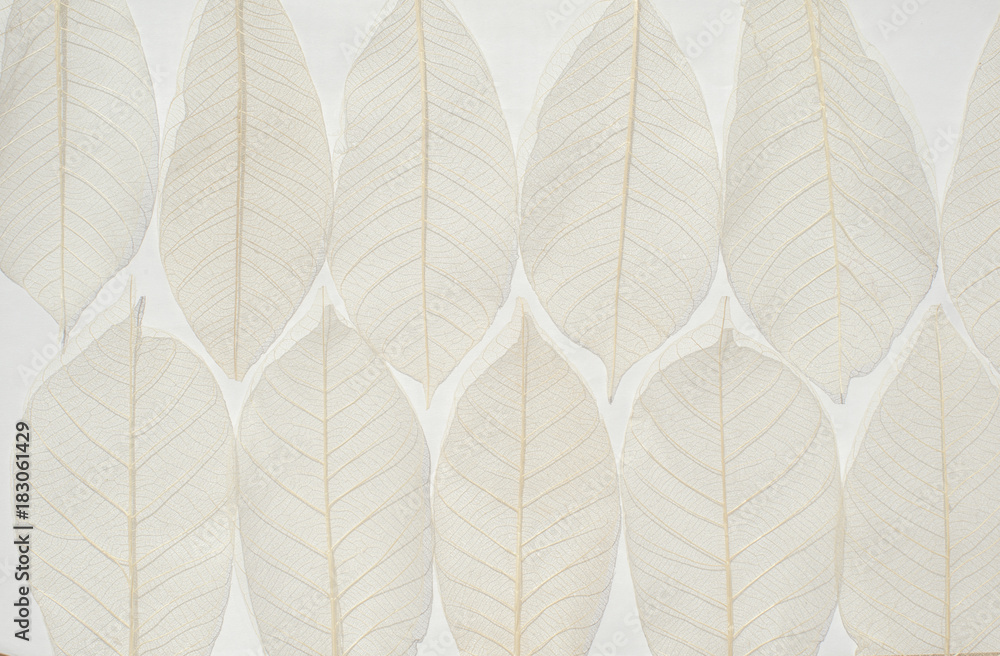 dried leave background dried leave background