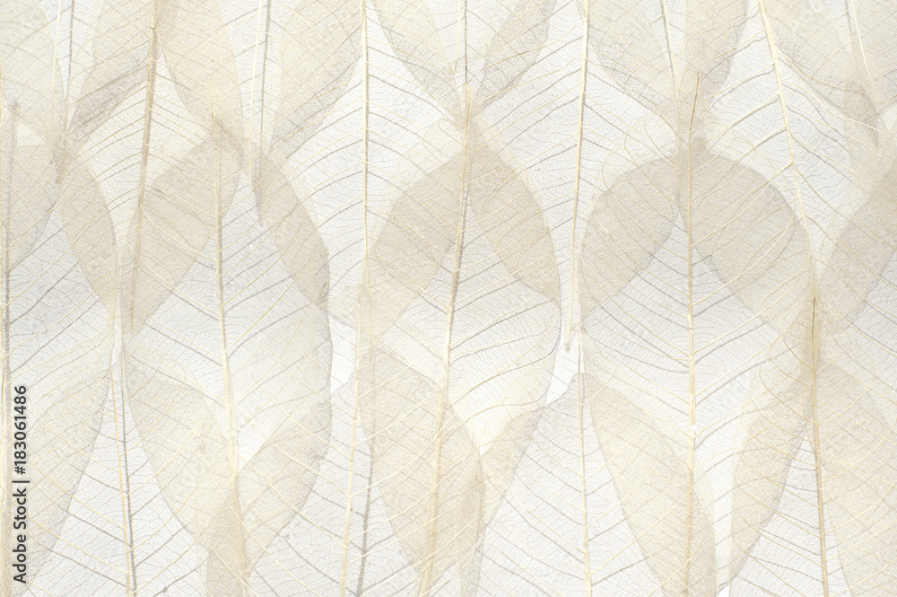 Dried leaves background