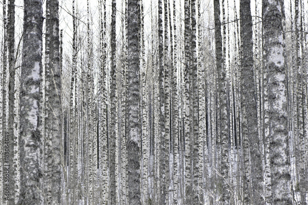 grey trunk of tree in forest nature landscape background grey trunk of tree in forest nature landscape background