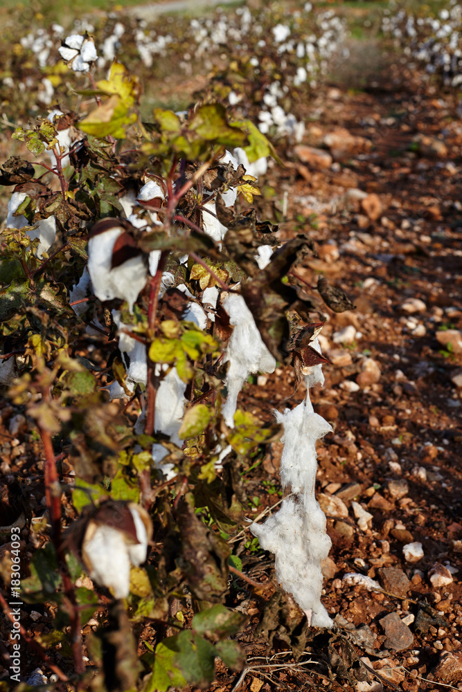 Cotton fields with ripe cotton ready for harvesting. Cotton fields with ripe cotton ready for harvesting.